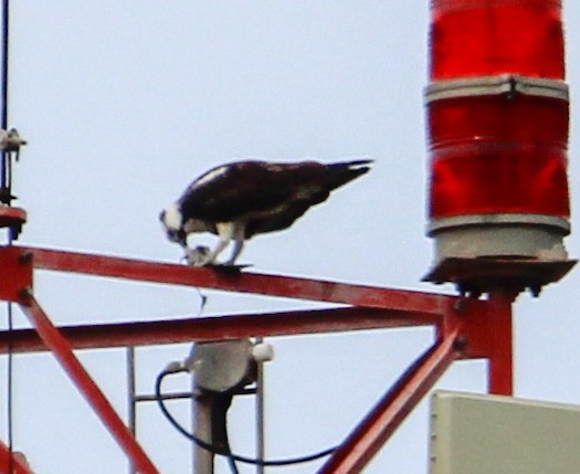 Águila Pescadora - ML502100831