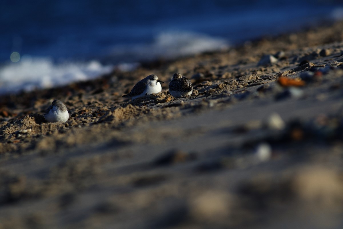 Bécasseau sanderling - ML502100841