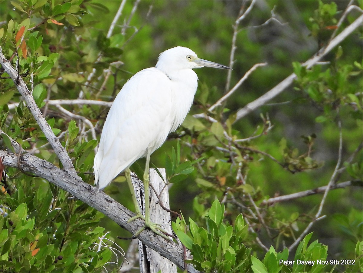 Little Blue Heron - ML502101551