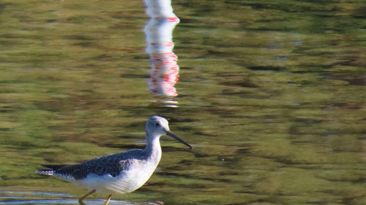 Lesser/Greater Yellowlegs - ML502102551