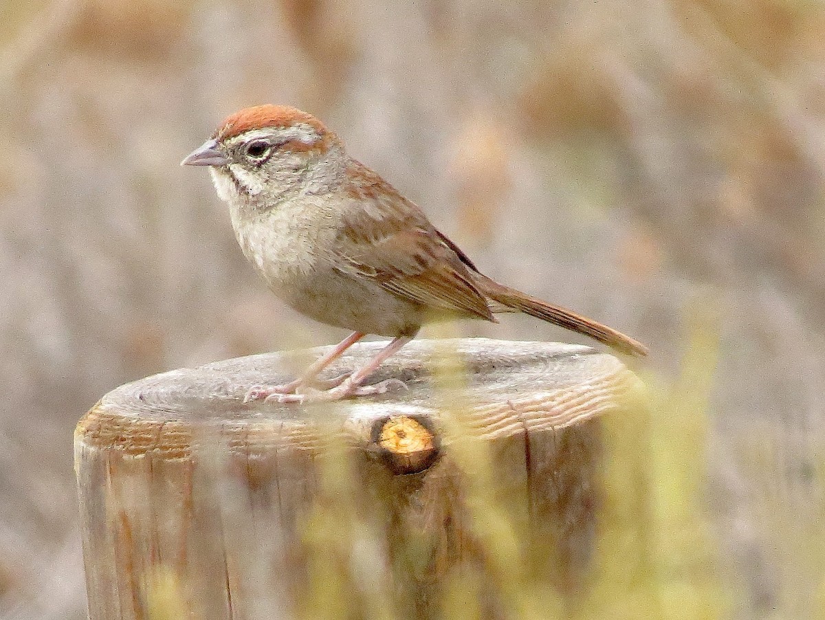 Rufous-crowned Sparrow - ML50210361