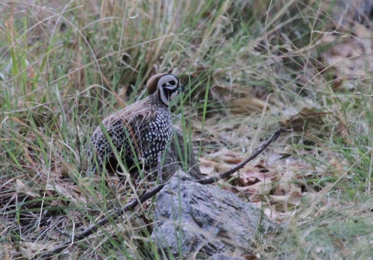 Montezuma Quail - ML502103811