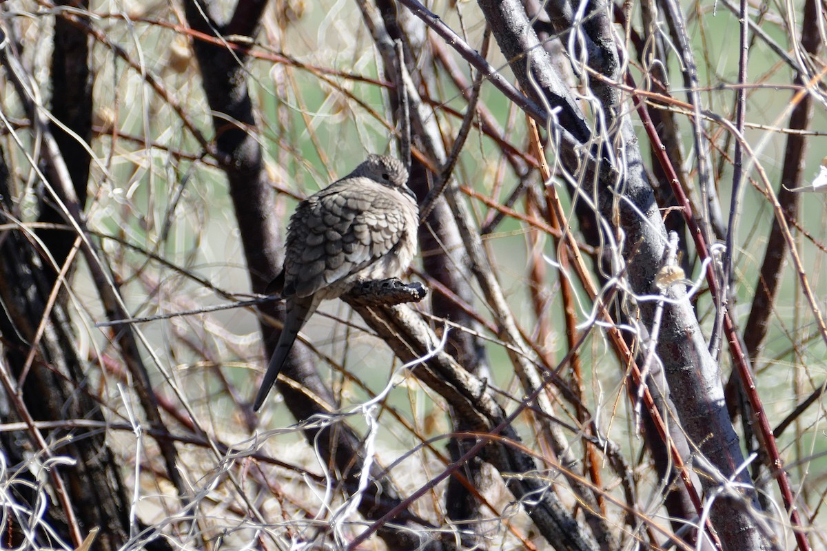 Inca Dove - ML50210461