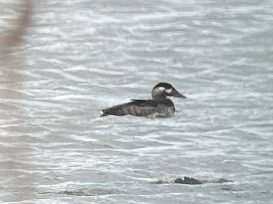 Surf Scoter - Joel Strafelda