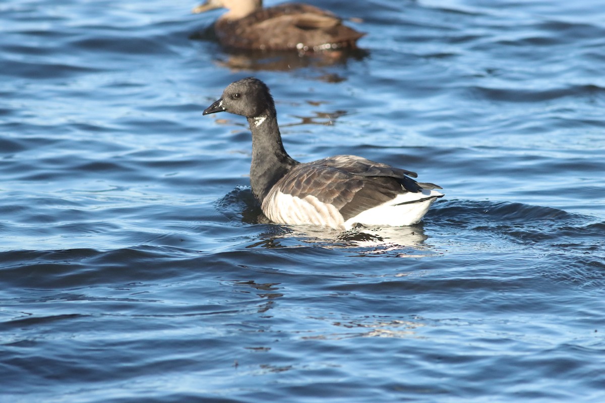 Branta musubeltza (hrota) - ML502104711