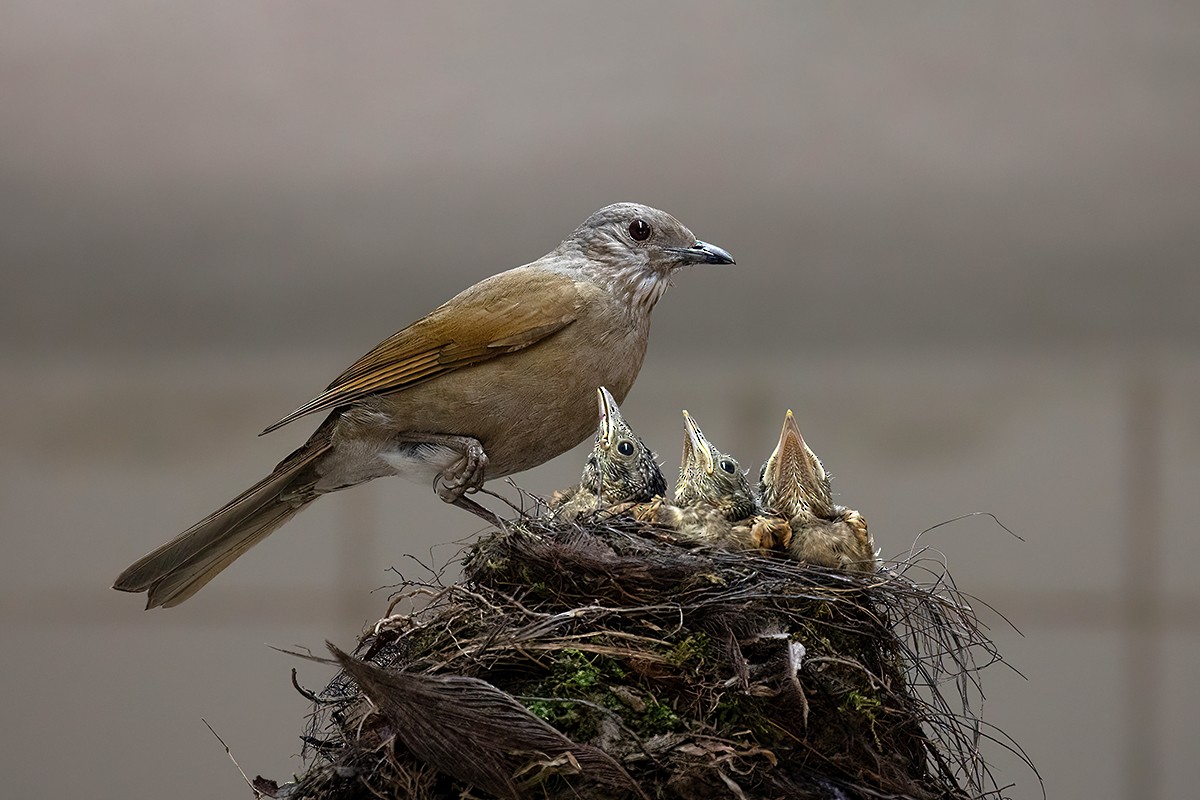 Pale-breasted Thrush - ML502104871
