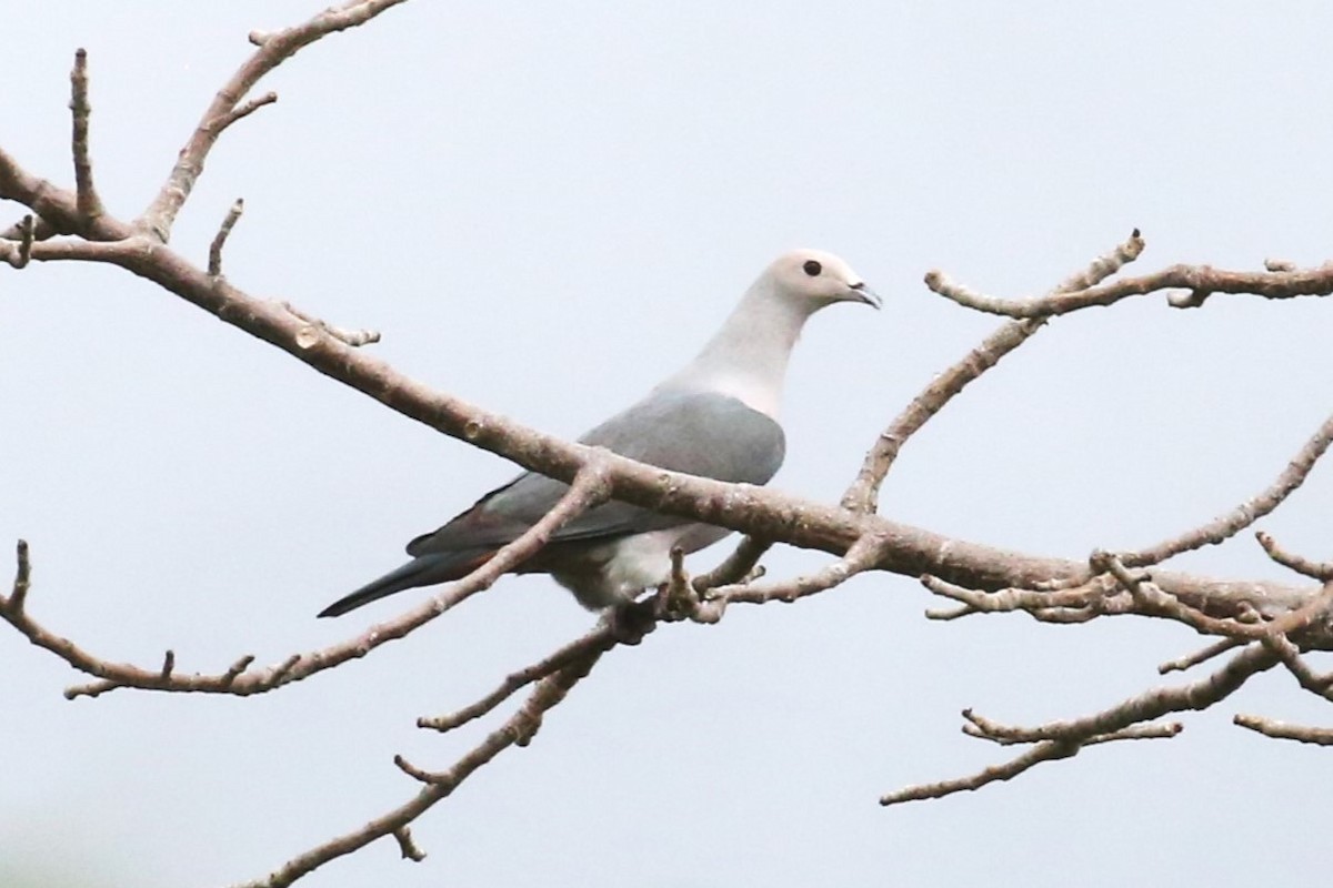 Pink-headed Imperial-Pigeon - ML502105031