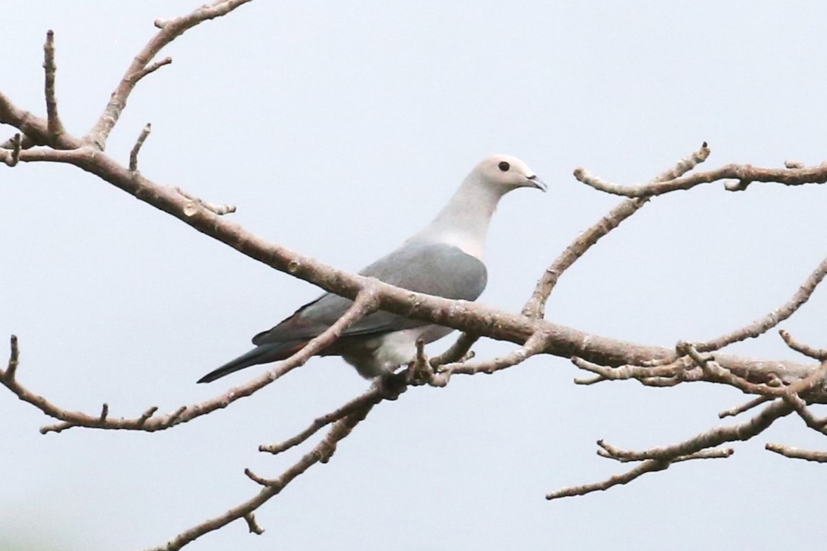 Pink-headed Imperial-Pigeon - ML502105031