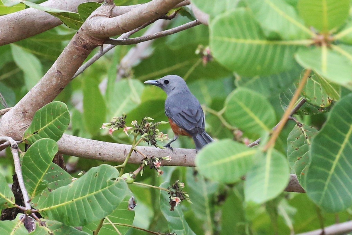 Island Monarch - ML502105441