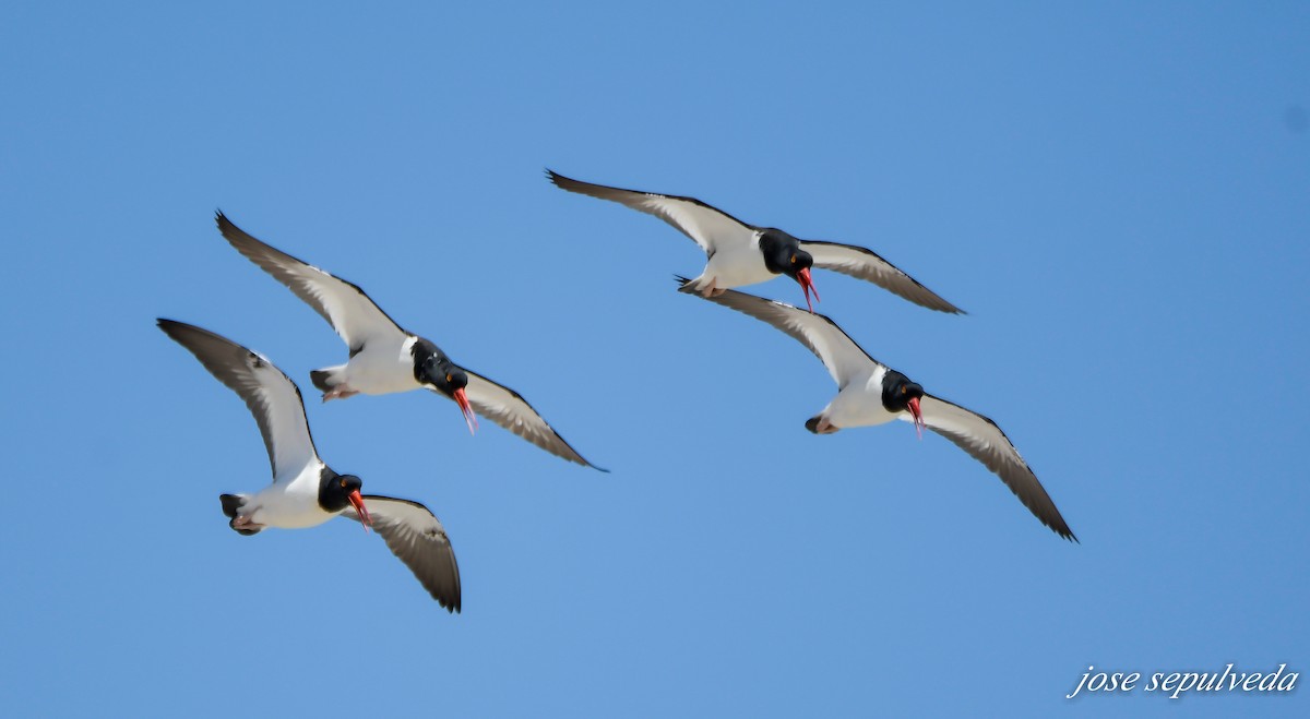 American Oystercatcher - ML502105741