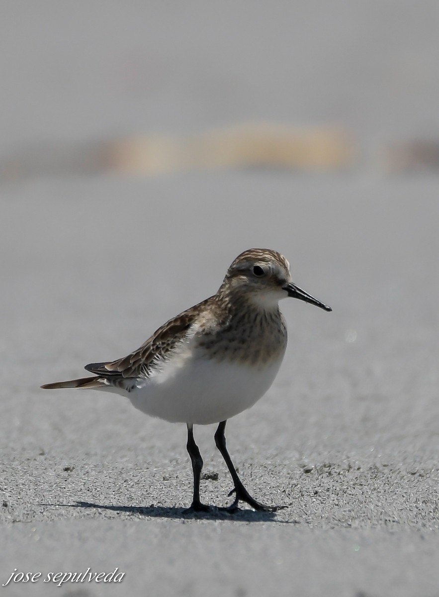 Baird's Sandpiper - ML502106071