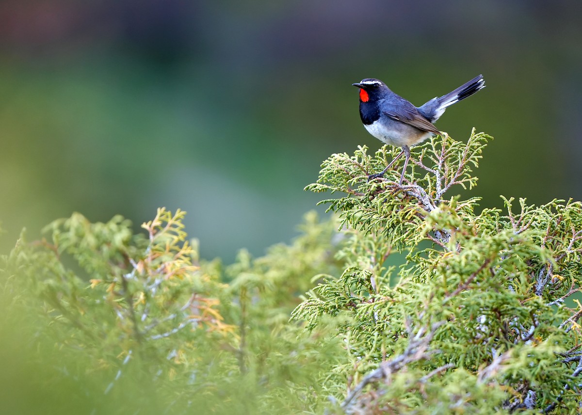 Himalayan Rubythroat - Daniel López-Velasco | Ornis Birding Expeditions