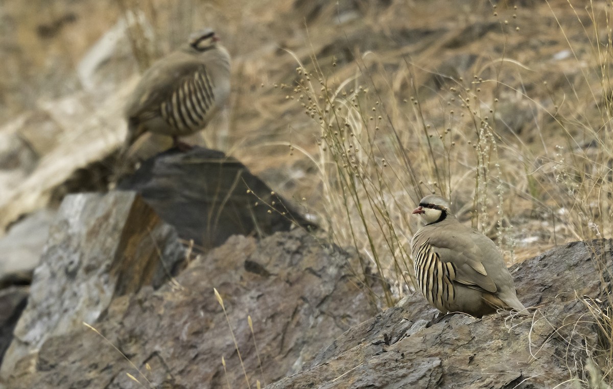 Chukar - ML502106351