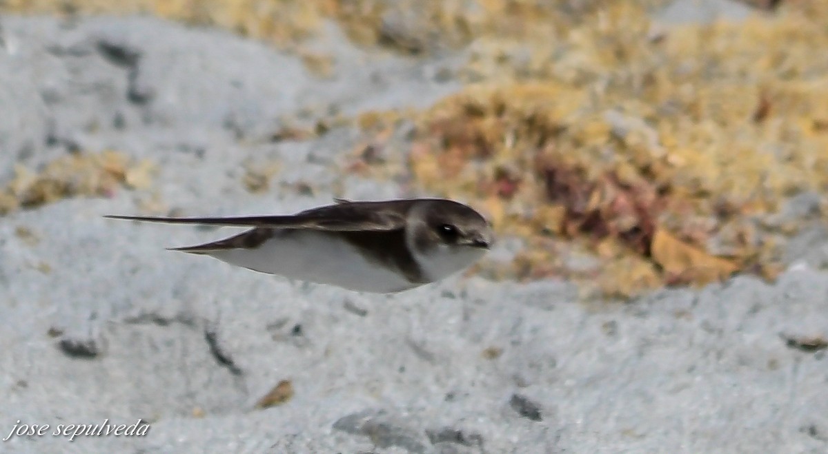 Bank Swallow - ML502106771