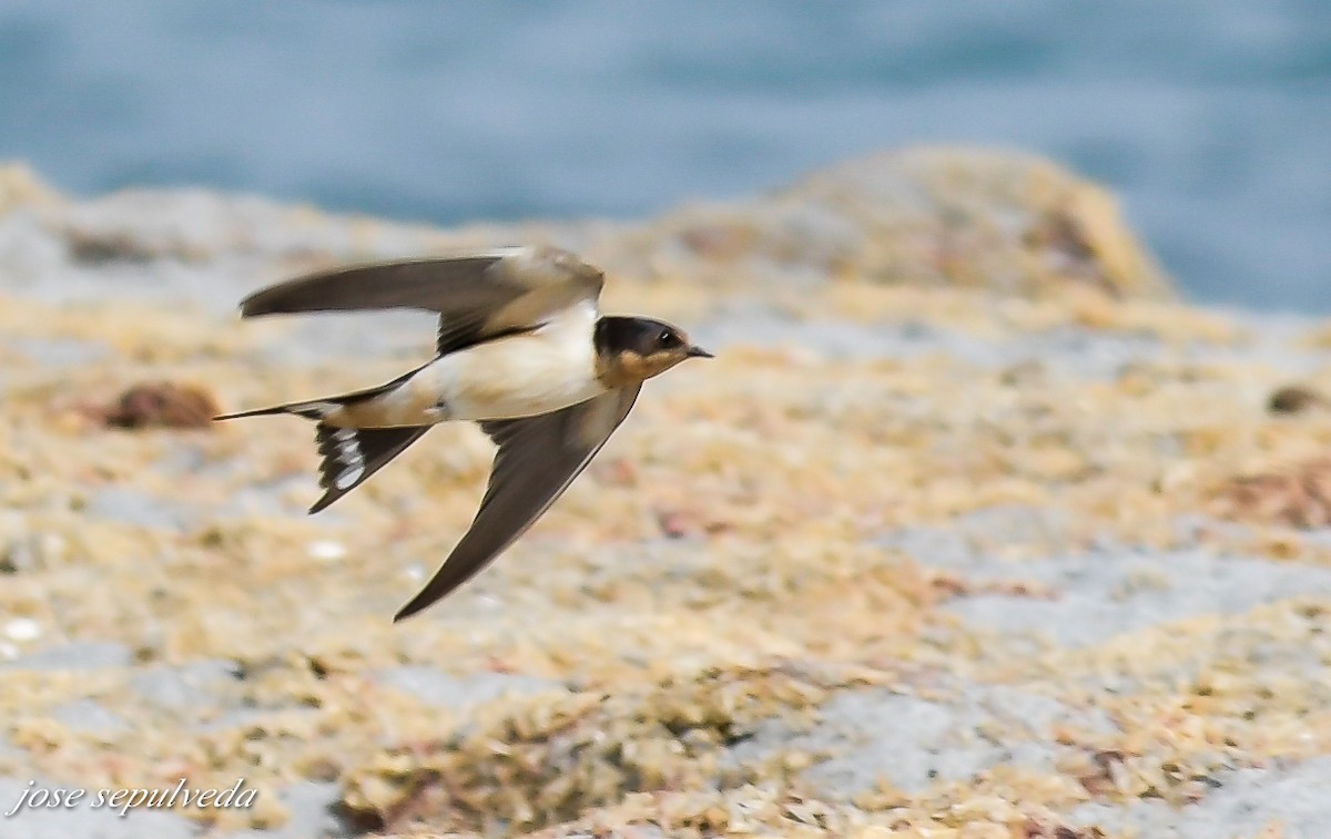 Barn Swallow - ML502106811