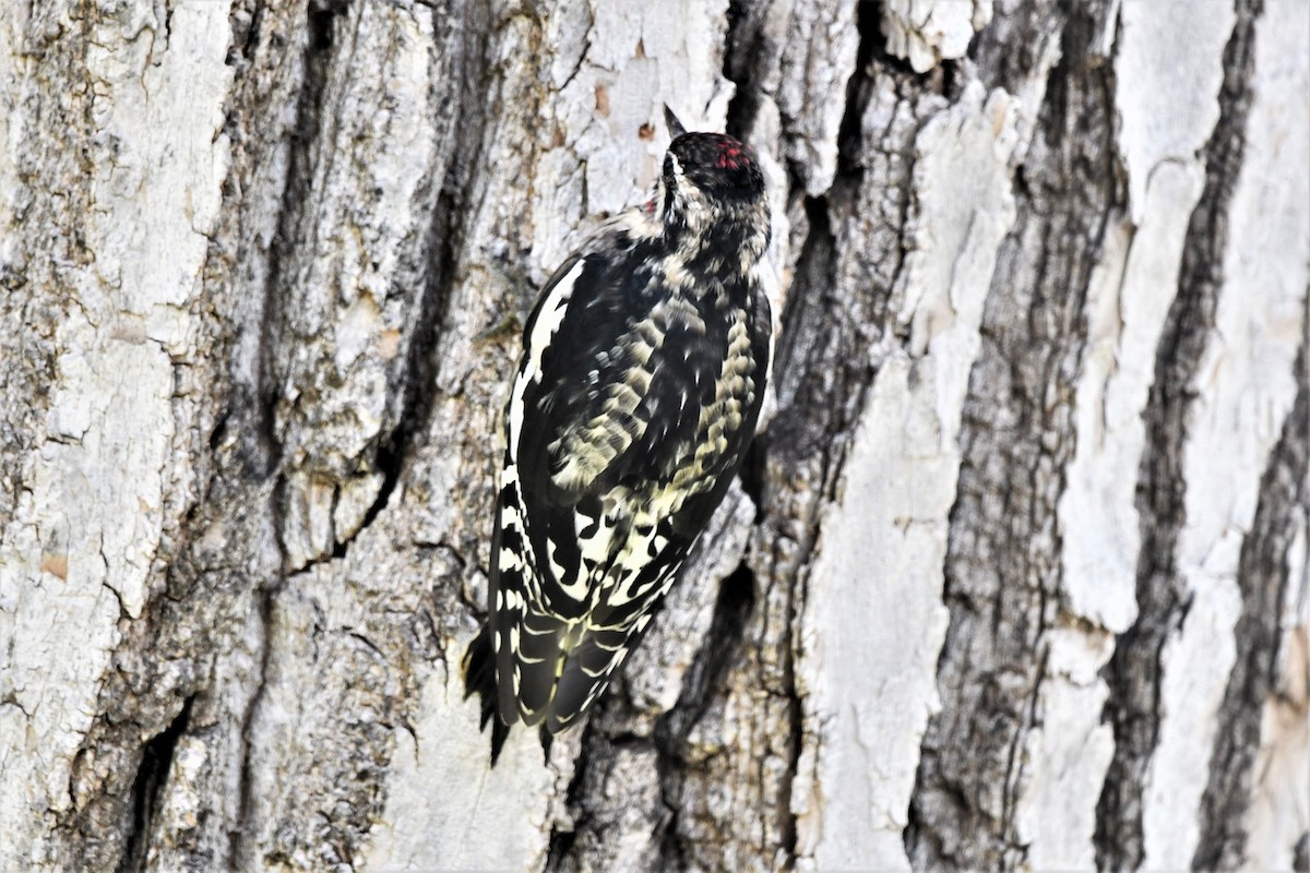 Red-naped Sapsucker - ML502108131