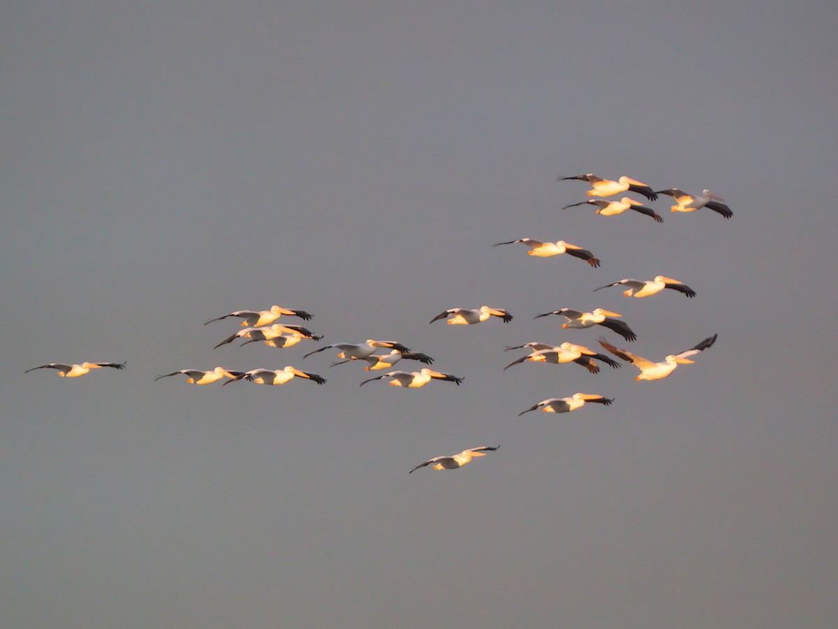 American White Pelican - ML502111711