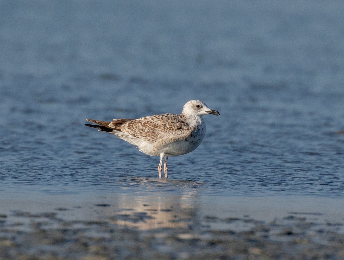 Yellow-legged Gull - ML502111921