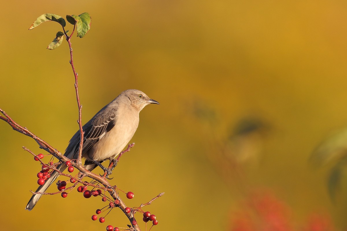 Northern Mockingbird - ML502112501