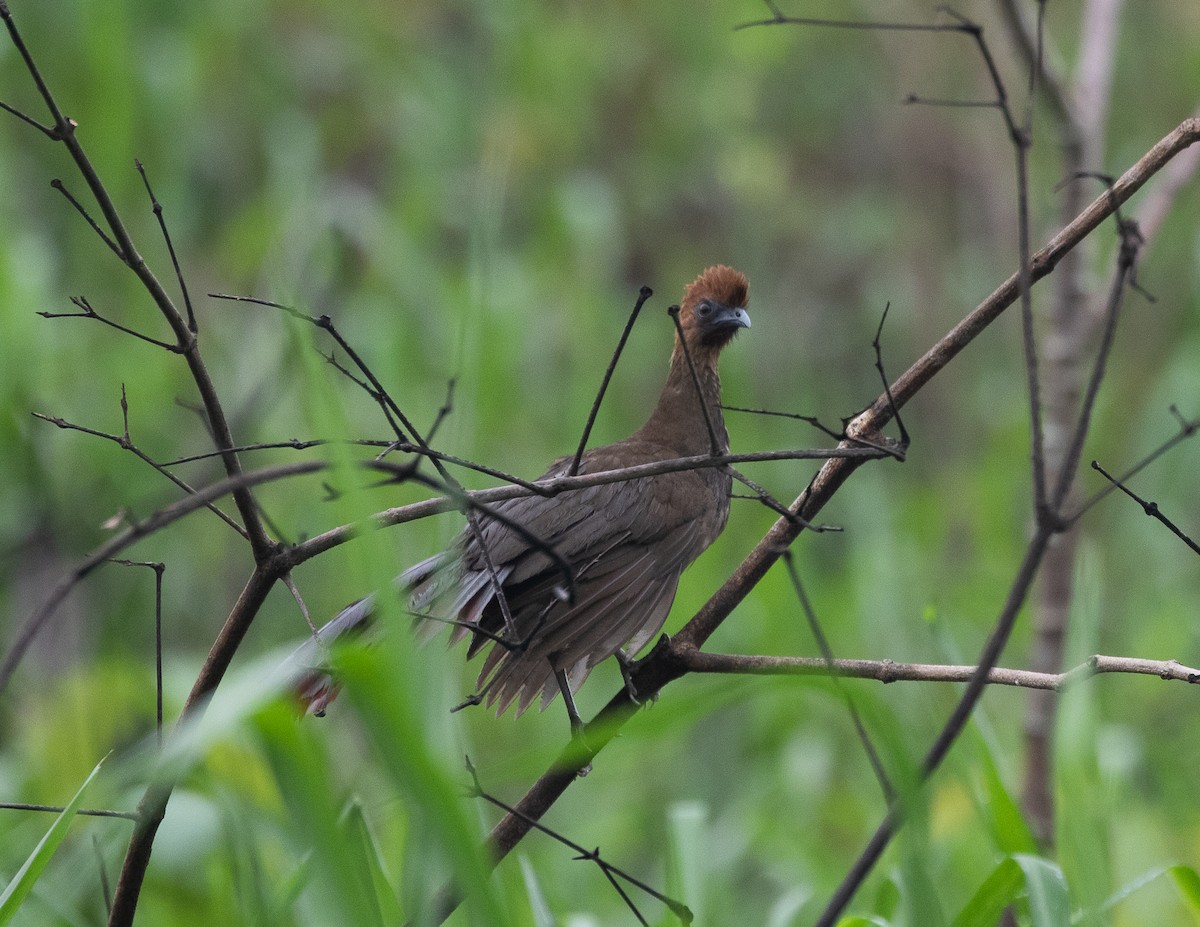 Chachalaca Cabecicastaña - ML502113051