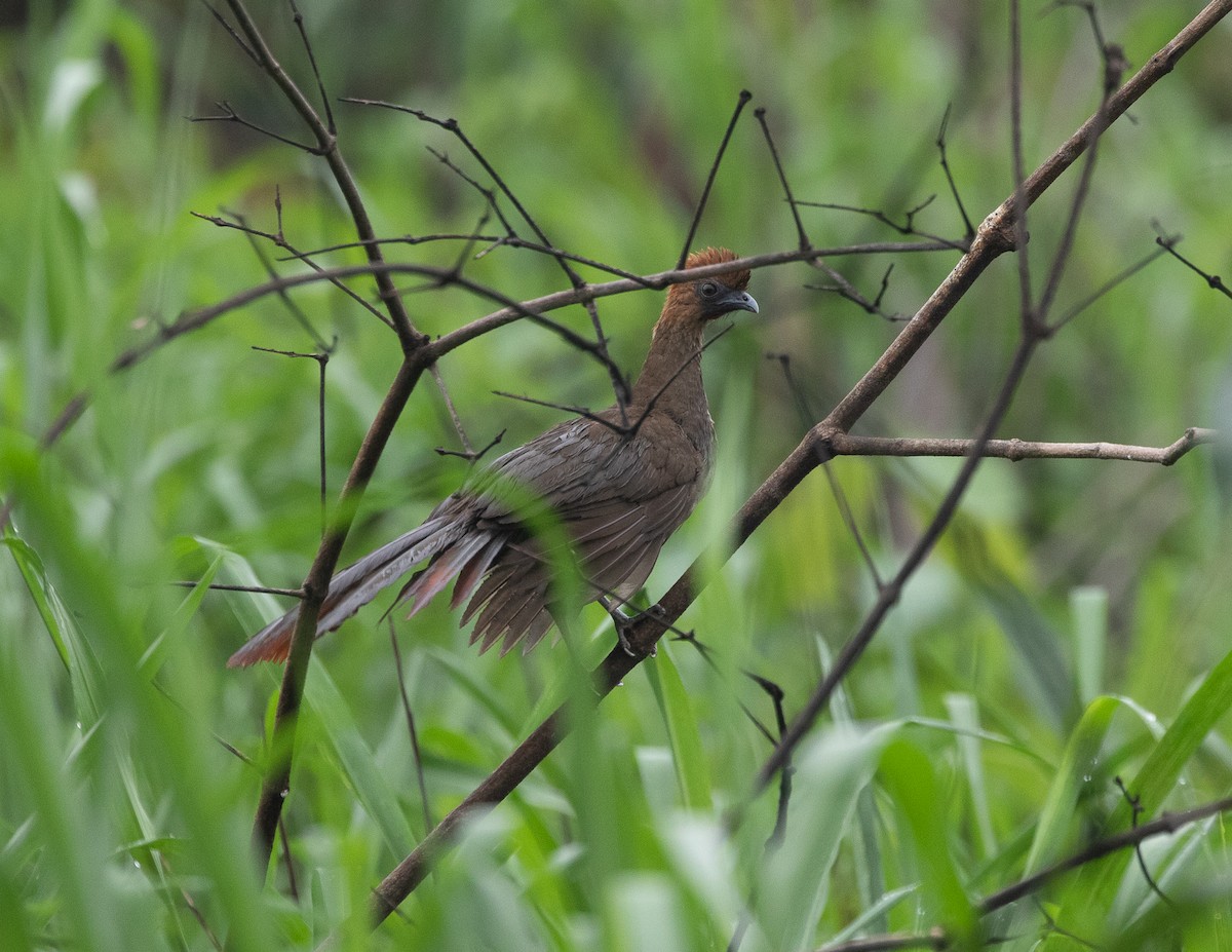 Chestnut-headed Chachalaca - ML502113061