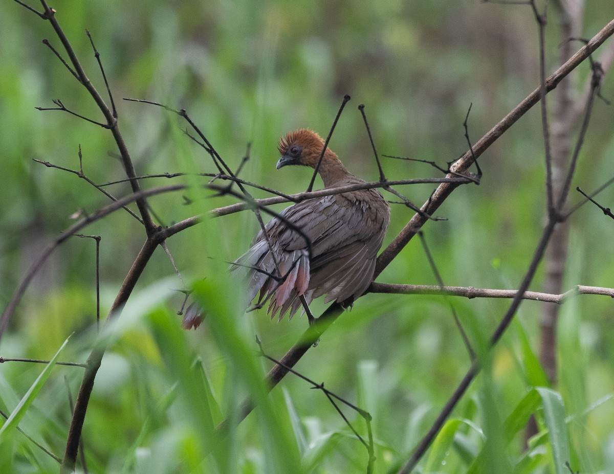 Chestnut-headed Chachalaca - ML502113071