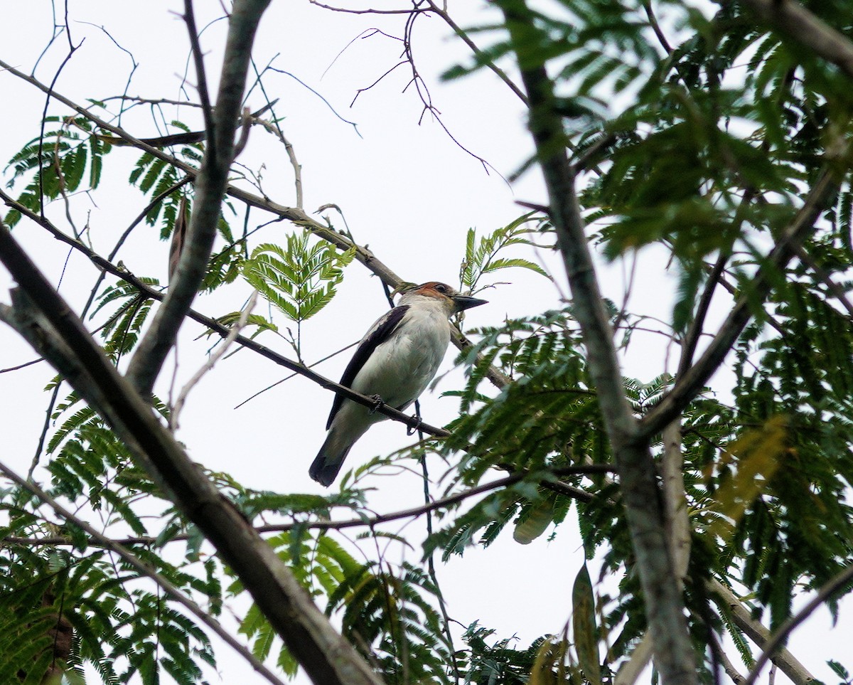 Black-crowned Tityra - ML502113111