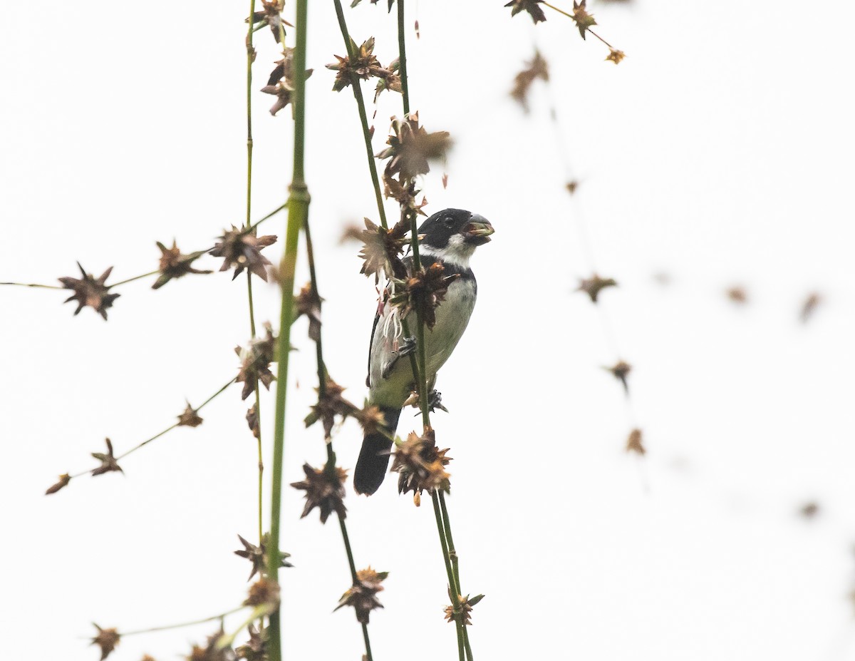 Wing-barred Seedeater - Silvia Faustino Linhares