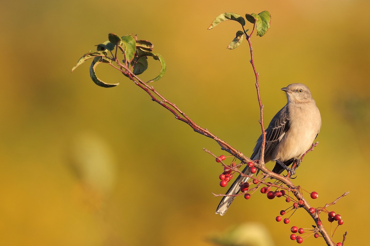 Northern Mockingbird - ML502113271