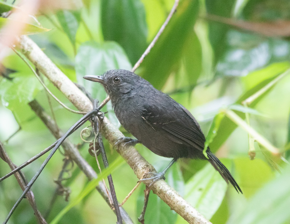 Blackish Antbird - Silvia Faustino Linhares