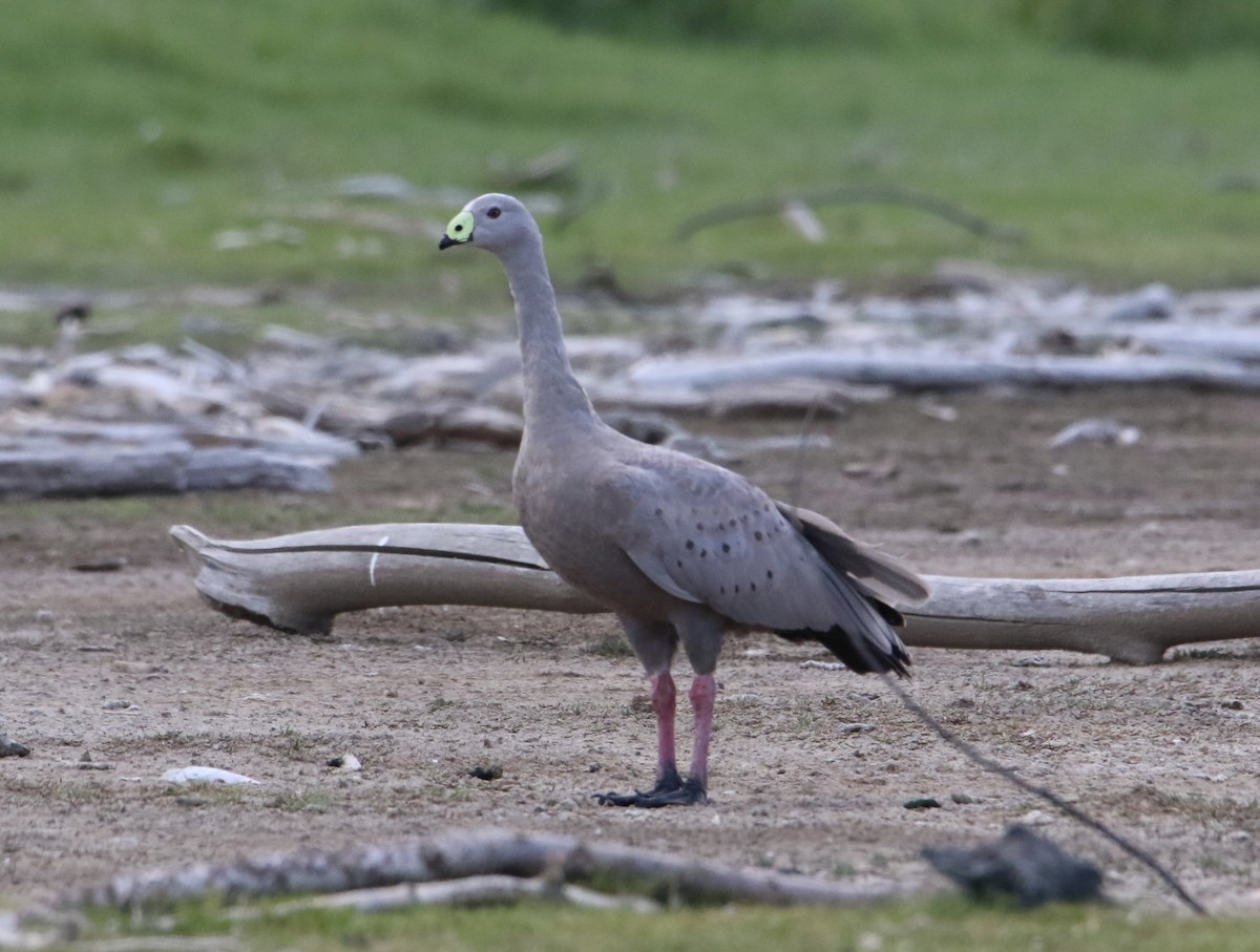 Cape Barren Goose - Annette  Ching