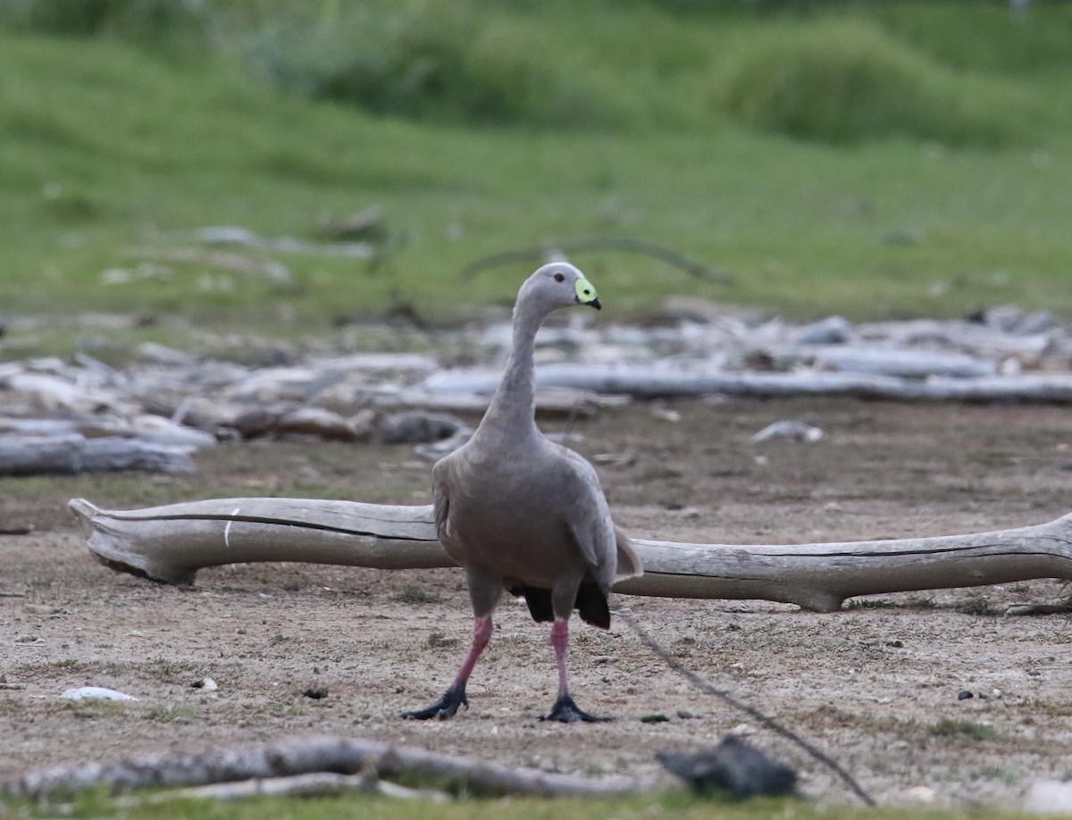 Cape Barren Goose - ML502113681