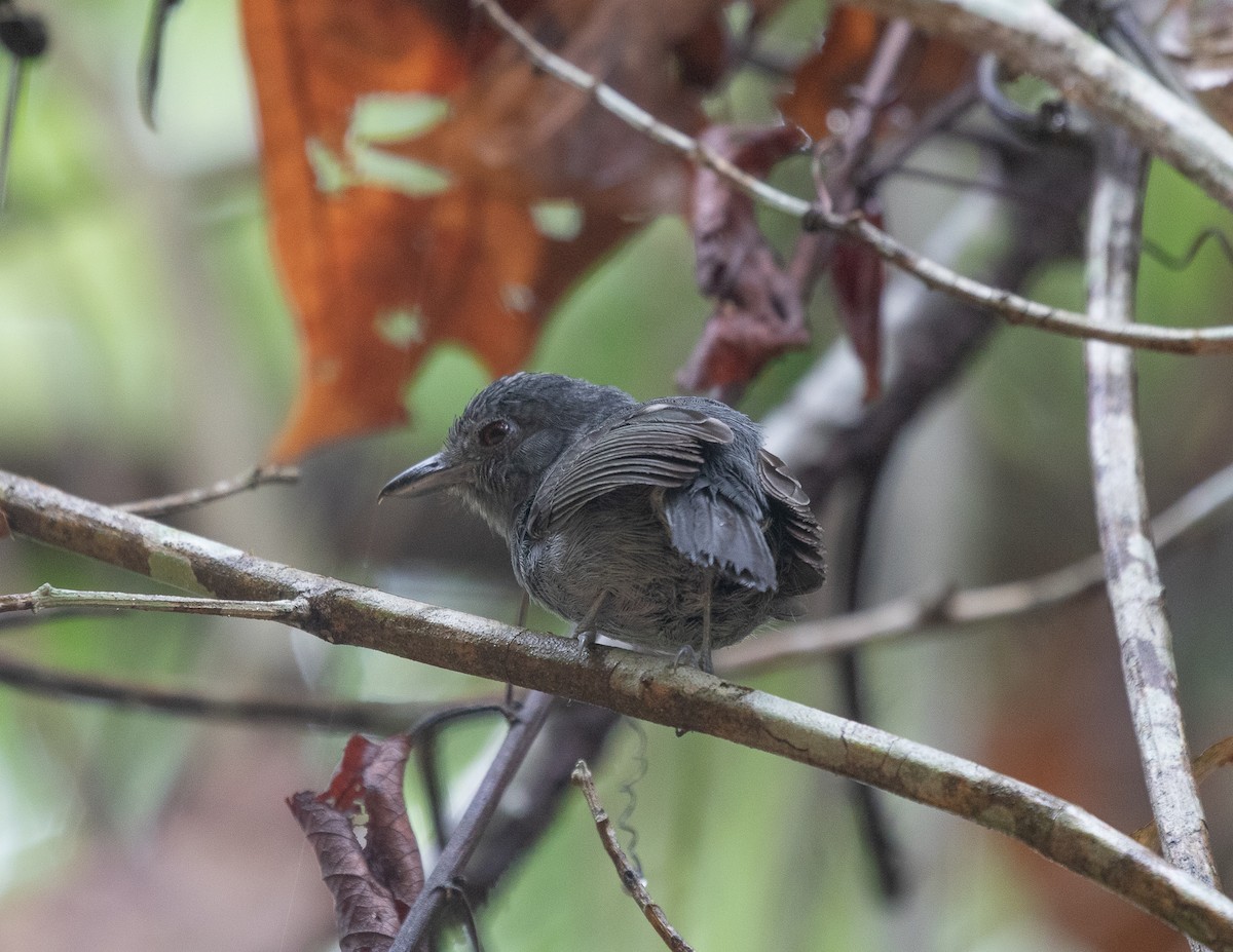 Plain-winged Antshrike - Silvia Faustino Linhares