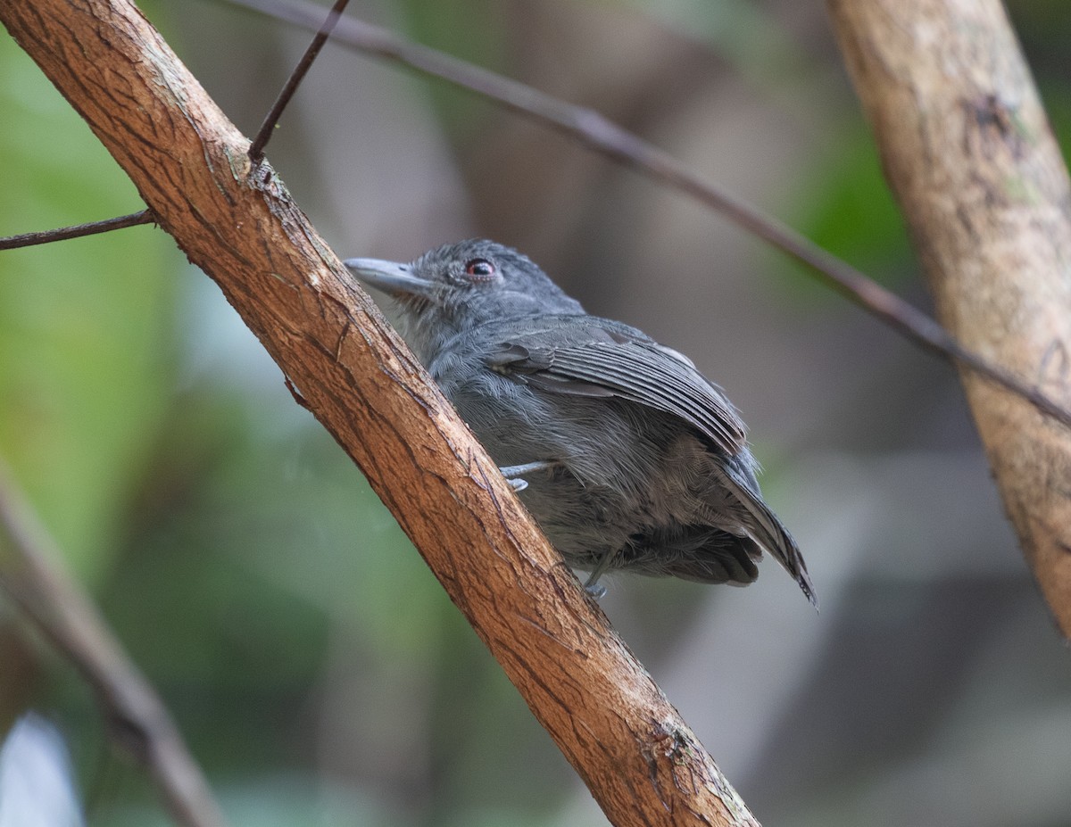 Plain-winged Antshrike - ML502113701