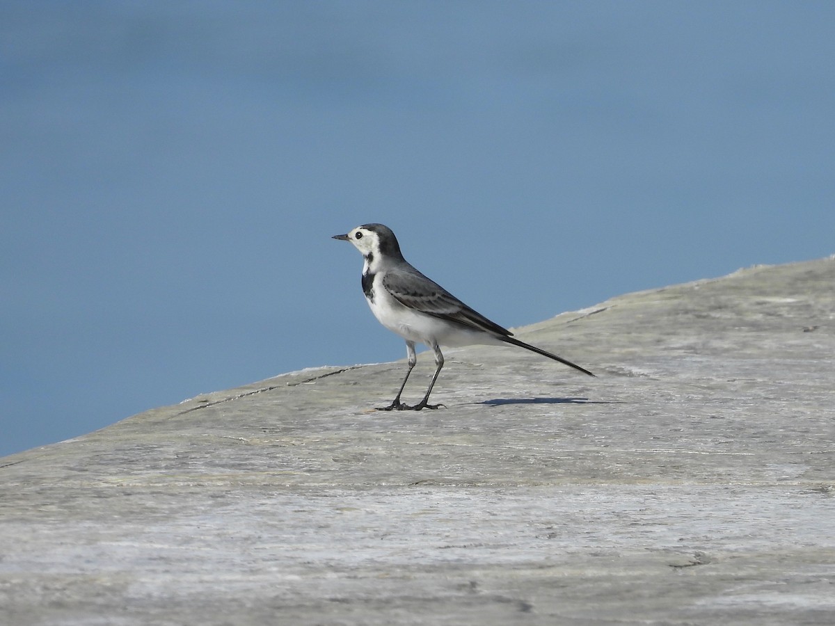 White Wagtail - ML502113991