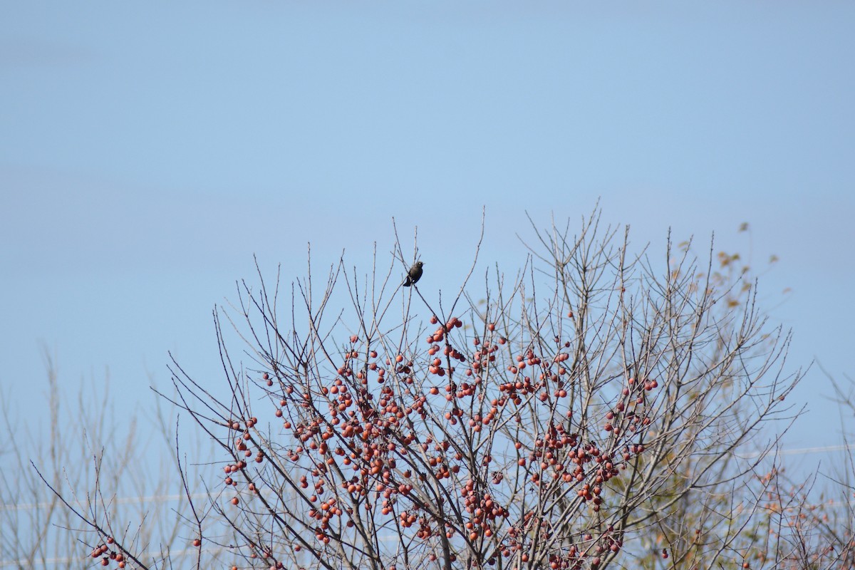 Rusty Blackbird - ML502114191