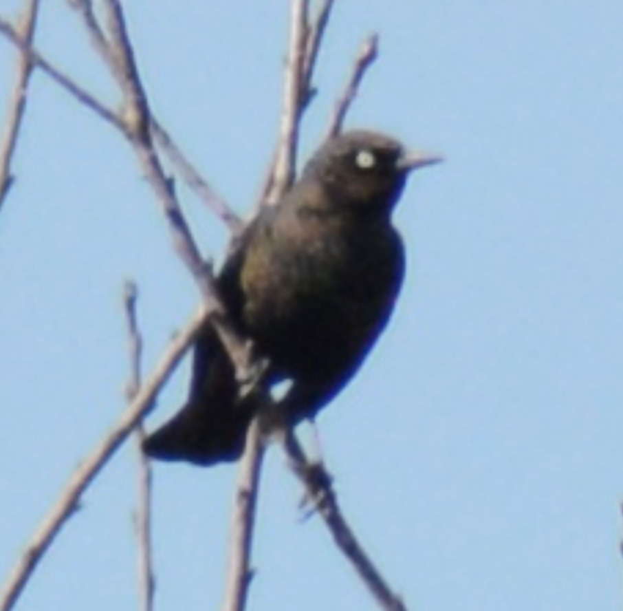 Rusty Blackbird - Emma Blackford