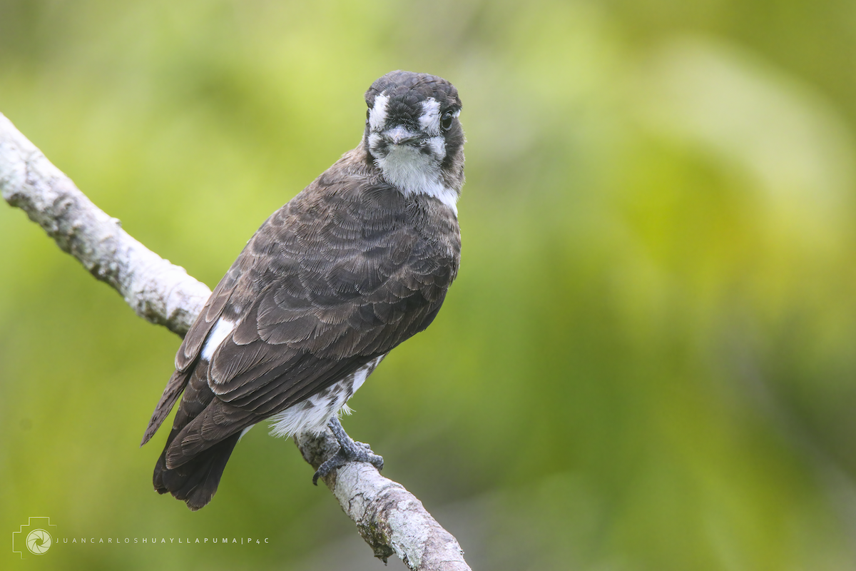 White-browed Purpletuft - ML502115091