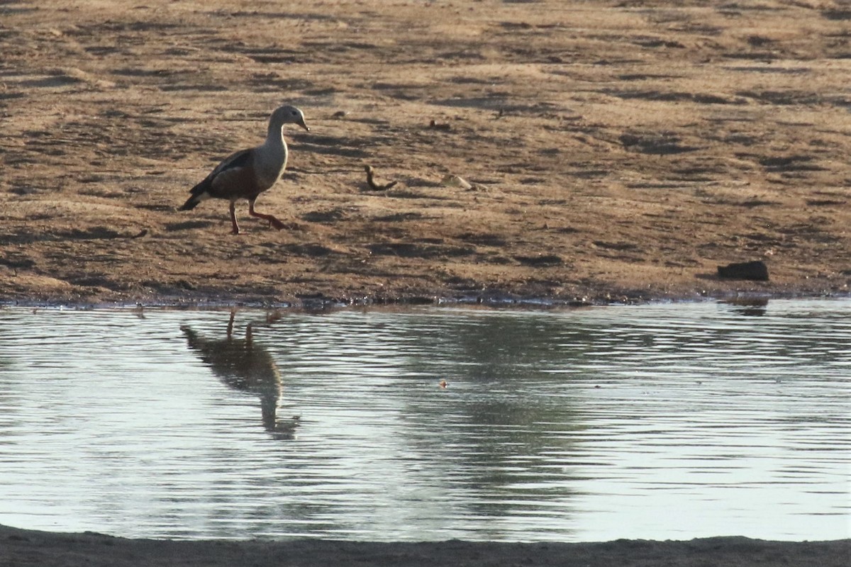 Orinoco Goose - ML502115961