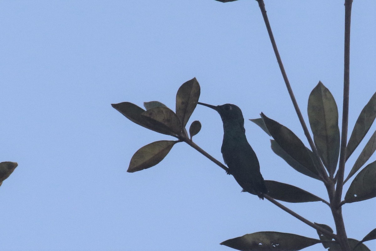 kolibřík nymfový - ML502116551
