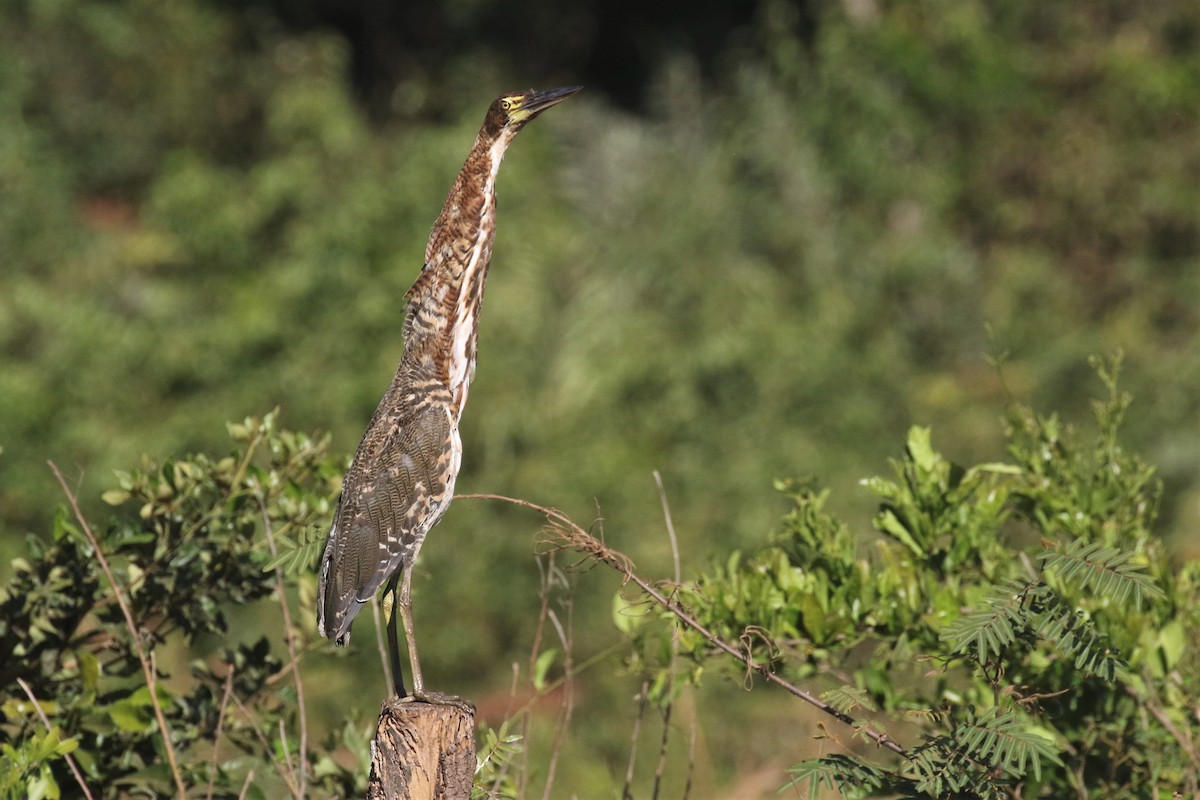 Rufescent Tiger-Heron - ML502117091