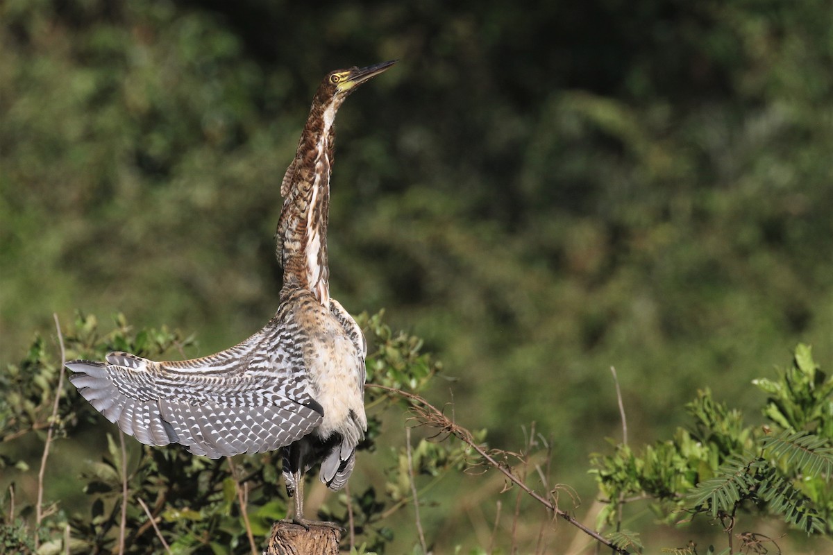 Rufescent Tiger-Heron - ML502117101