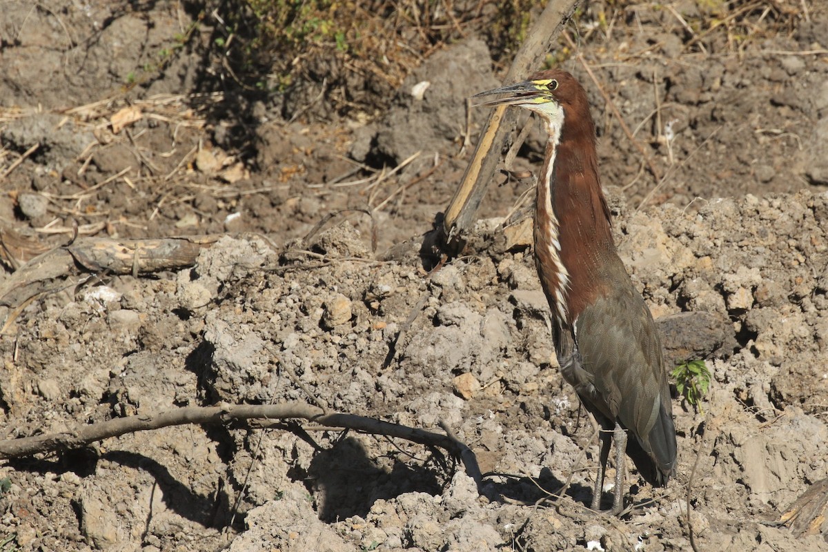 Rufescent Tiger-Heron - ML502117111