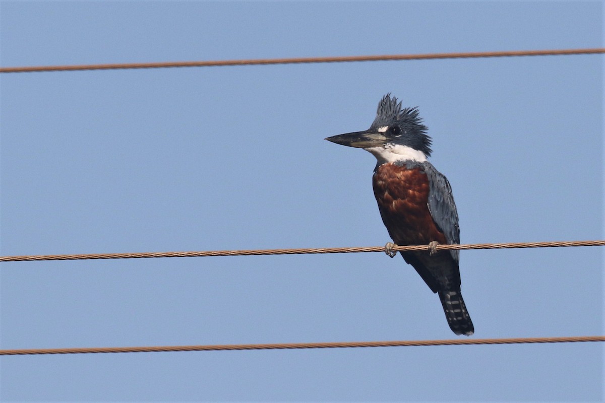 Ringed Kingfisher - Federico Schulz