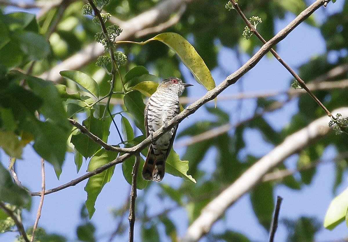 Little Bronze-Cuckoo (Gould's) - ML502117511