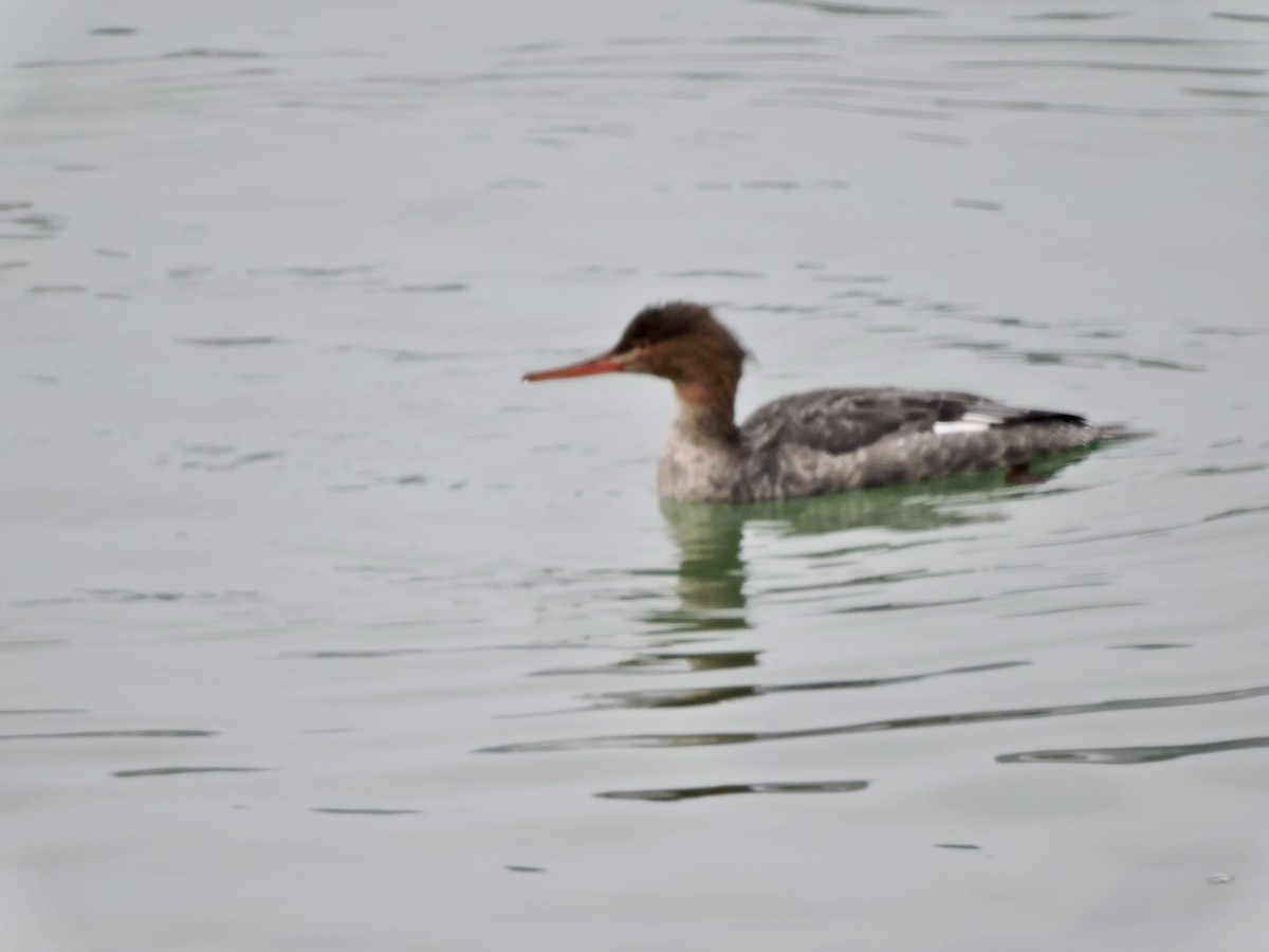 Сэвгэр бохио - ML502117521