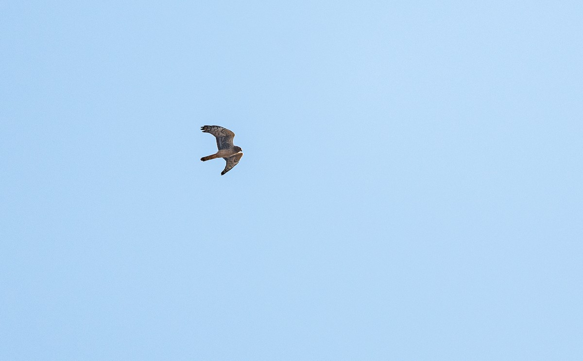 Northern Harrier - Taylor Long