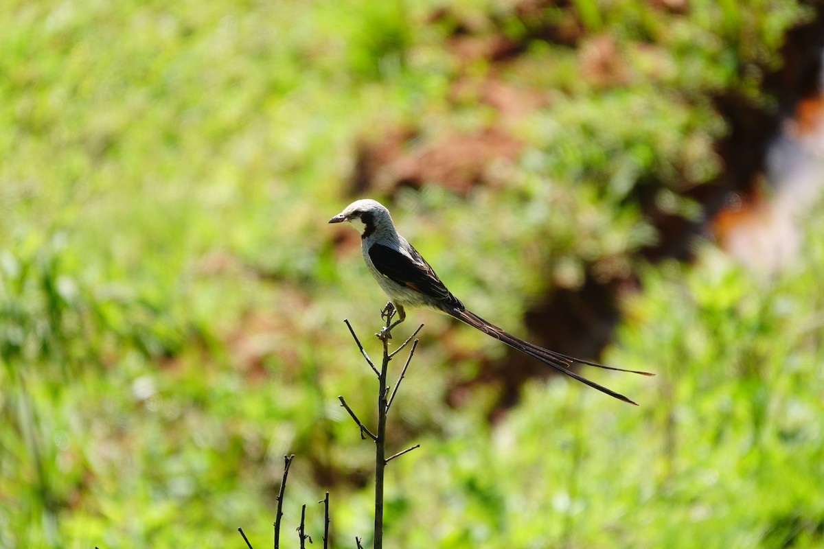 Streamer-tailed Tyrant - ML502120341