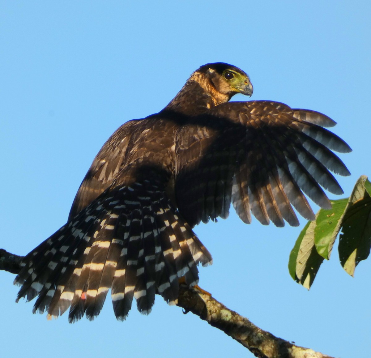 Collared Forest-Falcon - ML502121321