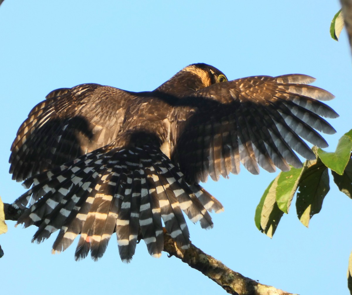 Collared Forest-Falcon - ML502121401